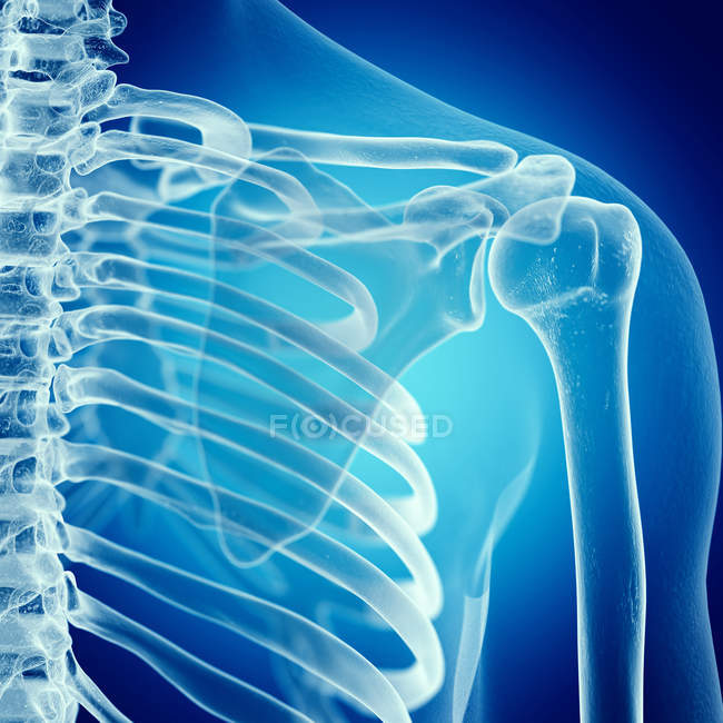 Ilustración de la articulación del hombro en el esqueleto humano sobre fondo azul
. - foto de stock