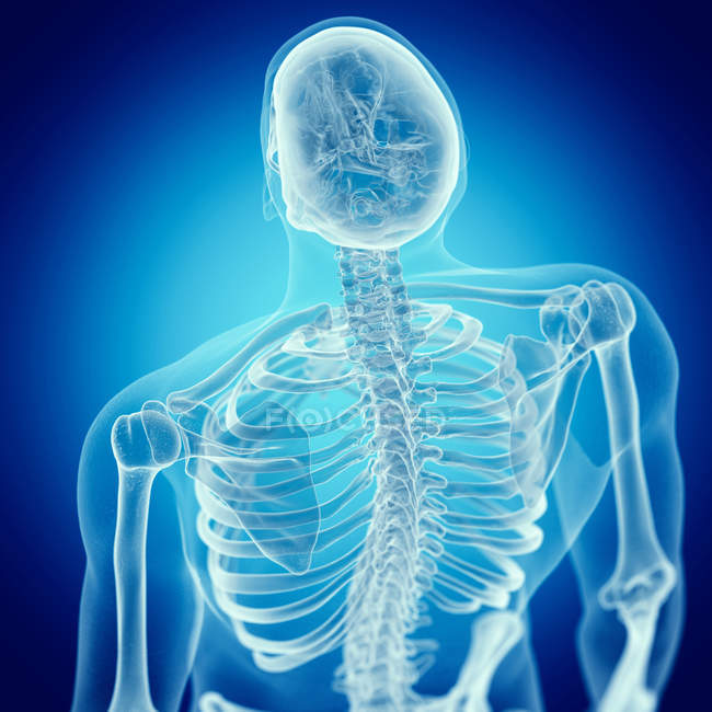 Ilustración de espalda en esqueleto humano sobre fondo azul . - foto de stock