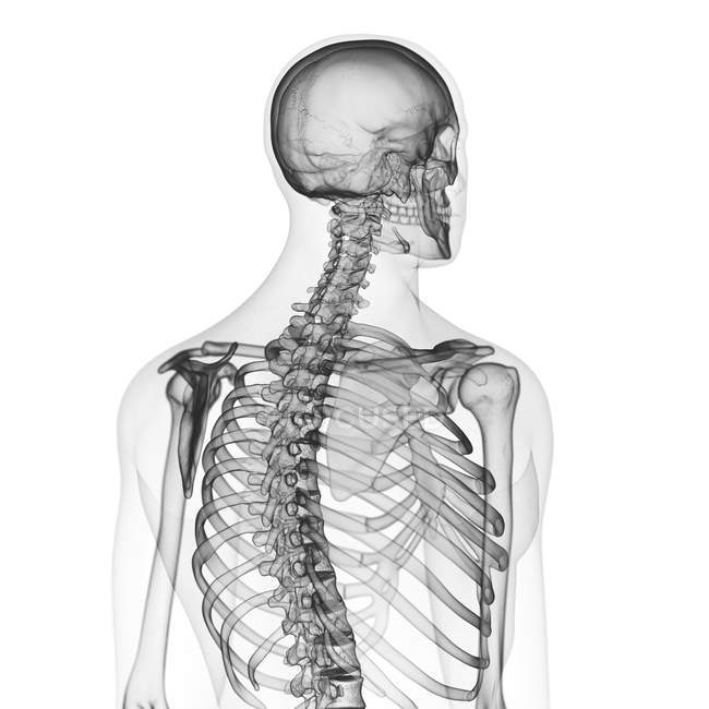Ілюстрація кісток спини в людському скелеті на білому тлі . — стокове фото