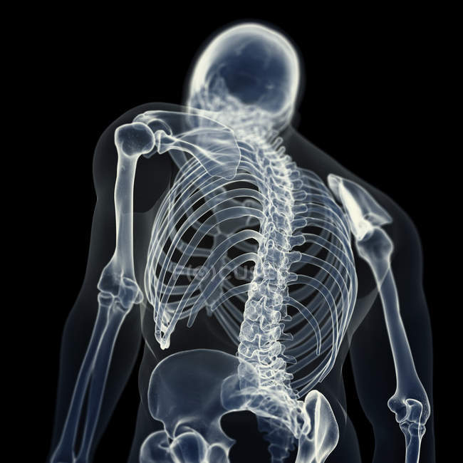 Ilustração dos ossos das costas no esqueleto humano sobre fundo preto . — Fotografia de Stock