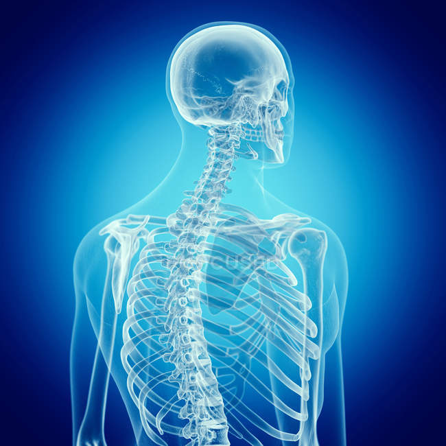 Ilustración de huesos de la espalda en el esqueleto humano . - foto de stock