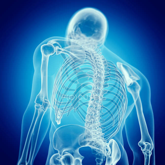 Illustrazione delle ossa della schiena nello scheletro umano su sfondo blu . — Foto stock