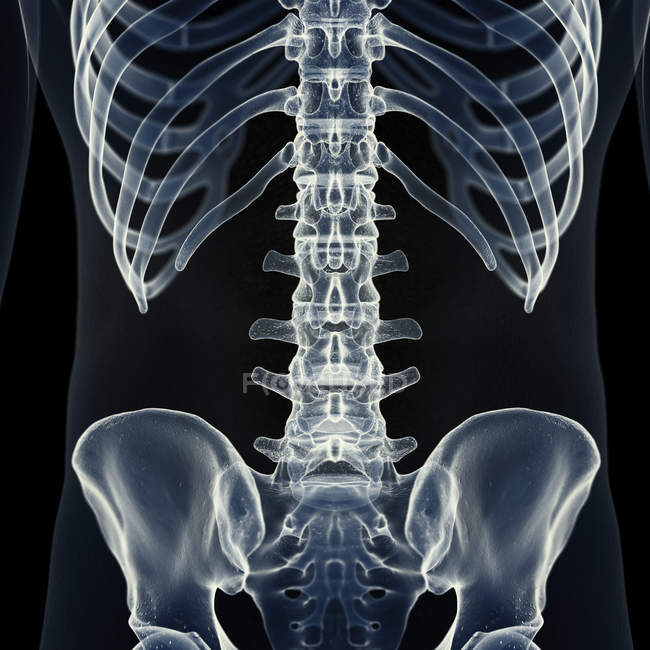 Ilustración de la columna lumbar en el esqueleto humano . - foto de stock
