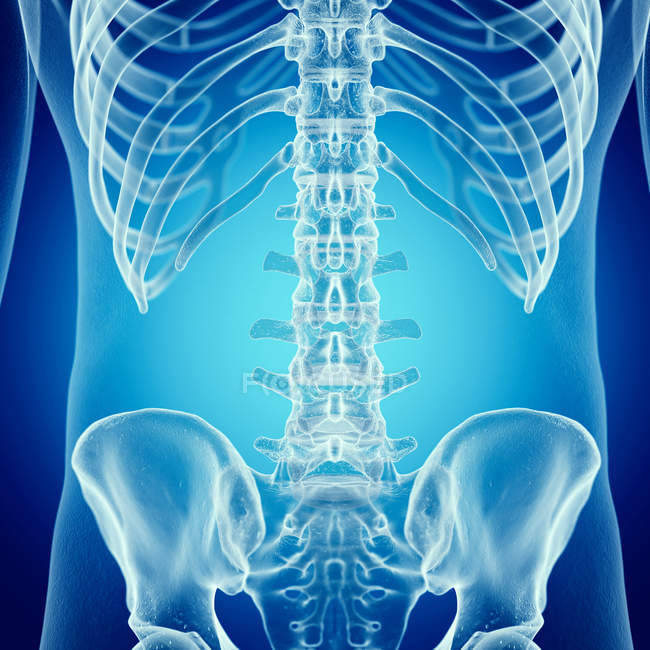 Ilustração da coluna lombar no esqueleto humano . — Fotografia de Stock