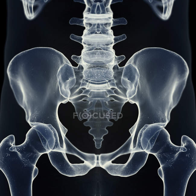 Darstellung des Kreuzbeins im menschlichen Skelett. — Stockfoto