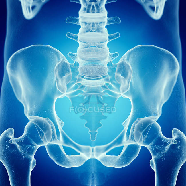 Darstellung des Kreuzbeins im menschlichen Skelett. — Stockfoto