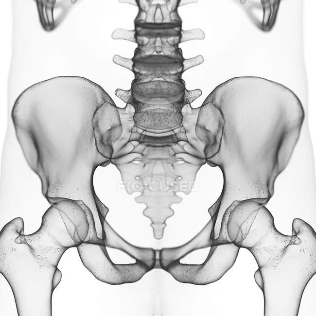 Darstellung des Kreuzbeins im menschlichen Skelett auf weißem Hintergrund. — Stockfoto