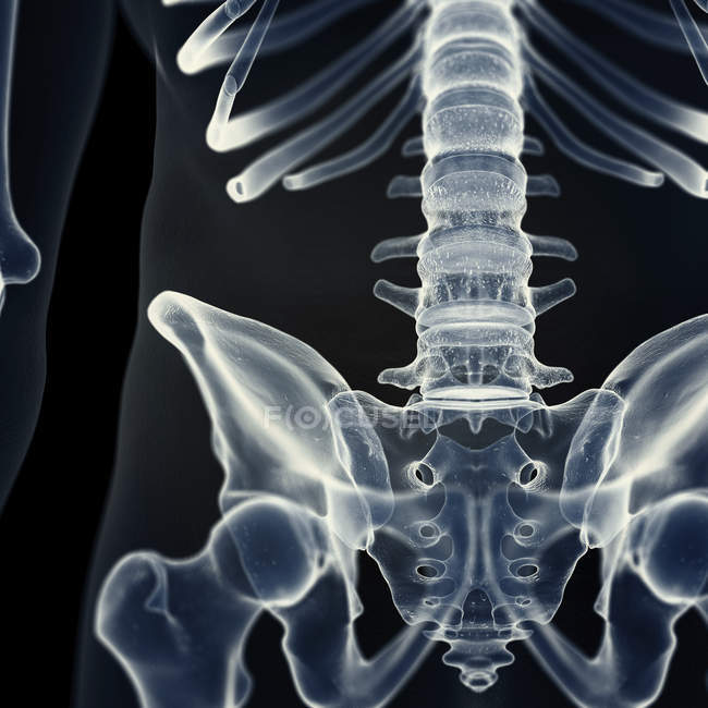 Иллюстрация поясничного отдела позвоночника в скелете человека . — стоковое фото