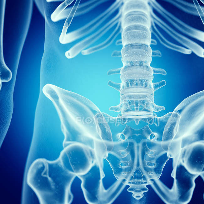 Ilustración de la columna lumbar en el esqueleto humano sobre fondo azul . - foto de stock
