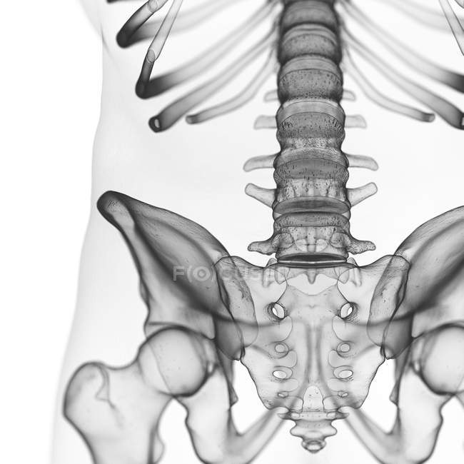 Illustrazione della colonna vertebrale lombare nello scheletro umano . — Foto stock