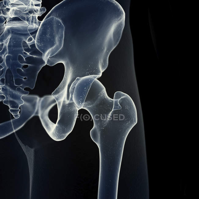 Ilustración de la articulación de la cadera en el esqueleto humano sobre fondo negro . - foto de stock