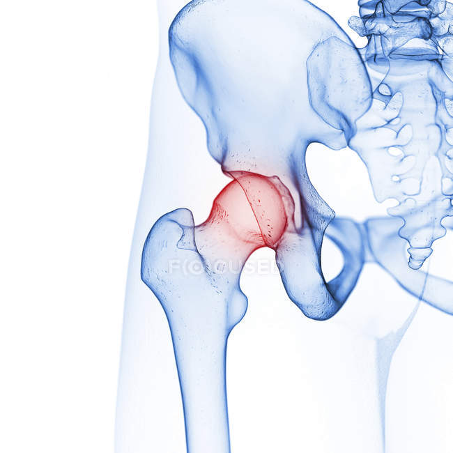 Illustrazione dell'articolazione dell'anca nello scheletro umano . — Foto stock