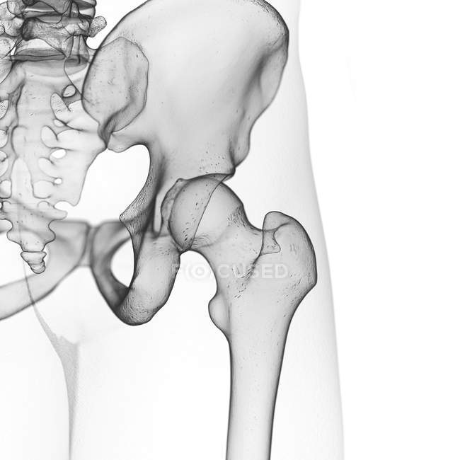 Ilustración de la articulación de la cadera en esqueleto humano . - foto de stock