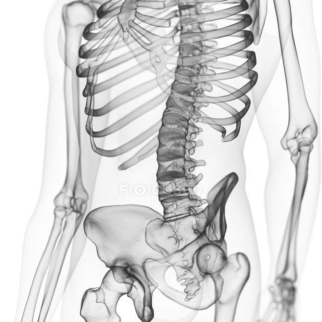 Ilustración de la columna lumbar en el esqueleto humano sobre fondo blanco . - foto de stock