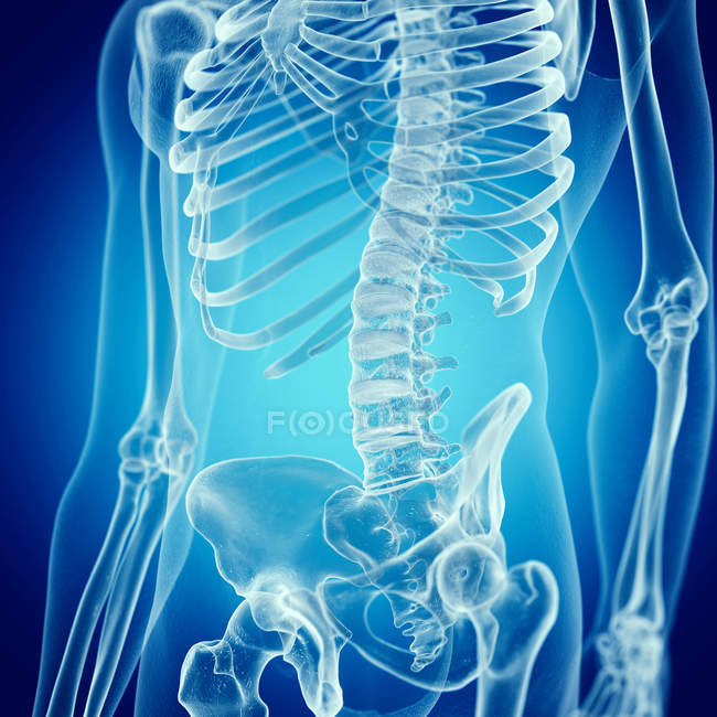 Ilustración de la espalda baja en el esqueleto humano sobre fondo azul . - foto de stock