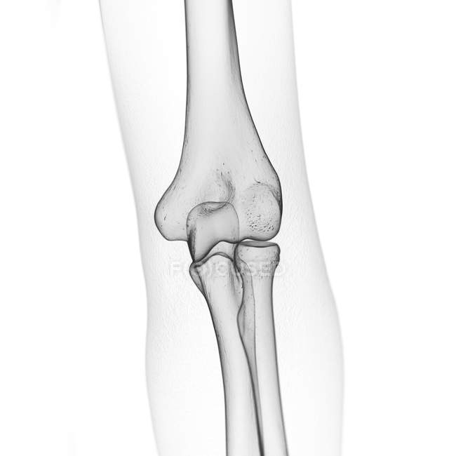 Ilustración de los huesos del codo en el esqueleto humano . - foto de stock