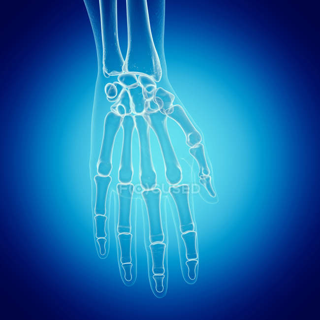 Ilustración de huesos de mano en esqueleto humano sobre fondo azul . - foto de stock