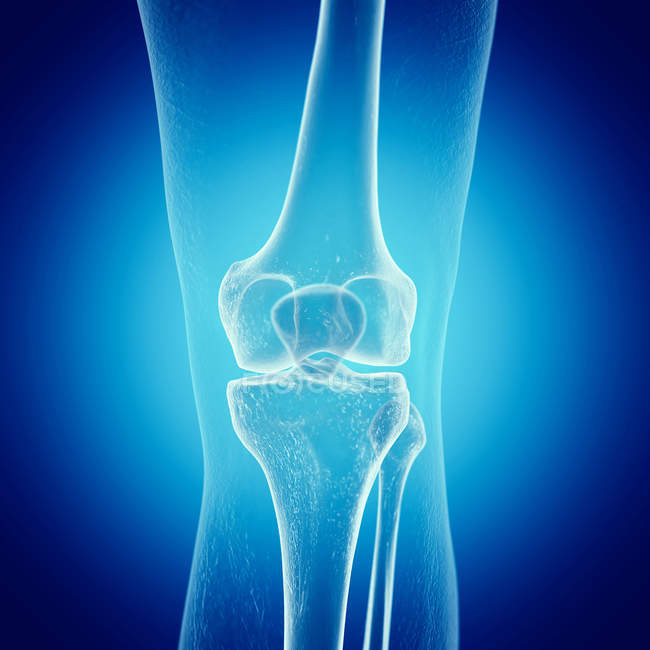 Illustration of knee bones in human skeleton on blue background. — Stock Photo