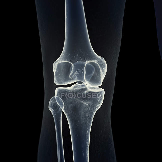 Illustrazione delle ossa del ginocchio nello scheletro umano su sfondo nero . — Foto stock
