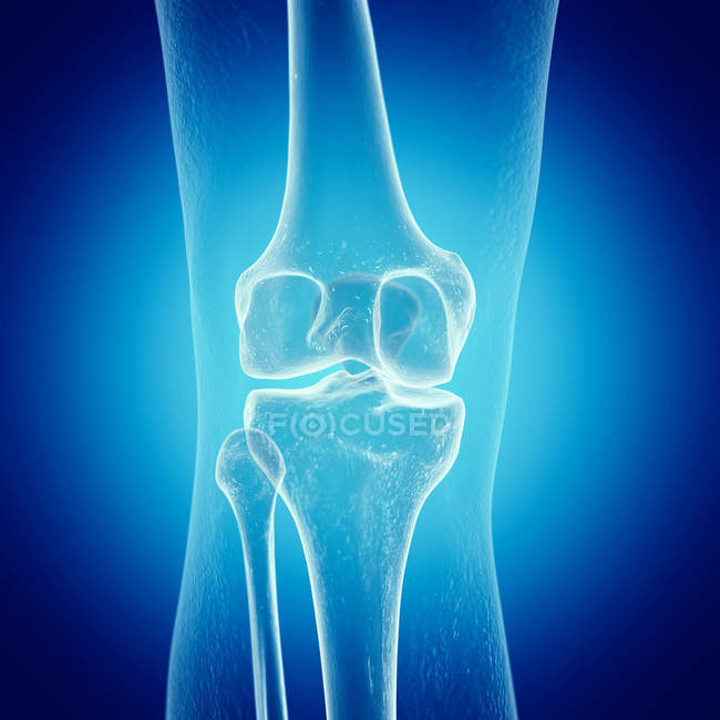 Ilustração dos ossos do joelho no esqueleto humano sobre fundo azul . — Fotografia de Stock
