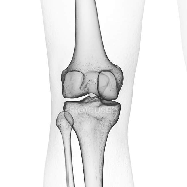 Illustrazione delle ossa del ginocchio nello scheletro umano su sfondo bianco . — Foto stock