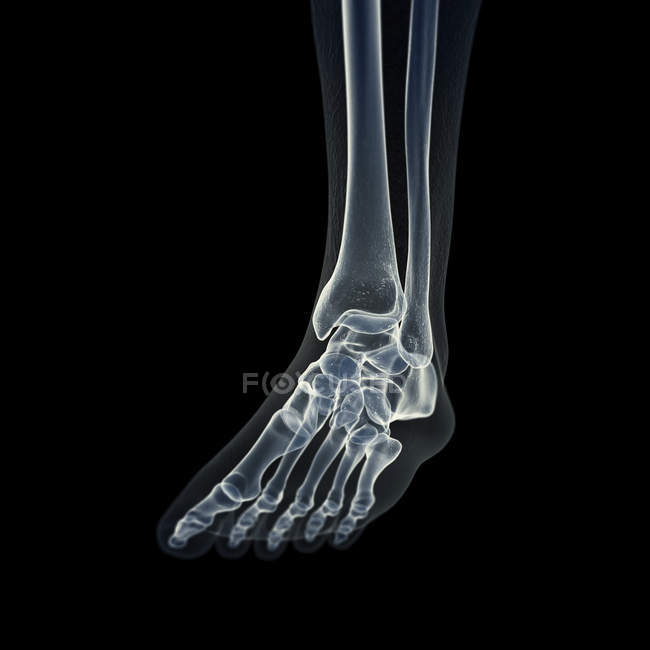 Ilustración de huesos del pie en el esqueleto humano . - foto de stock