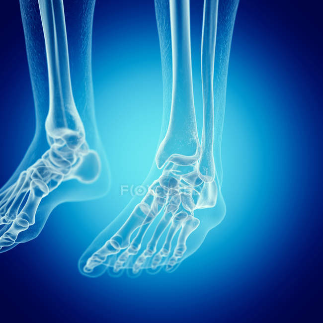Ilustración de los huesos de los pies en el esqueleto humano sobre fondo azul
. - foto de stock