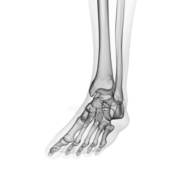 Illustration des os des pieds dans le squelette humain . — Photo de stock