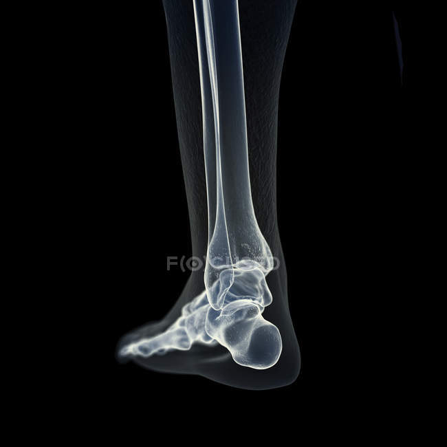 Ilustración de huesos del pie en el esqueleto humano . - foto de stock