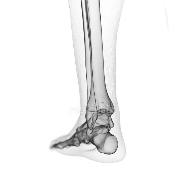 Abbildung von Fußknochen im menschlichen Skelett auf weißem Hintergrund. — Stockfoto