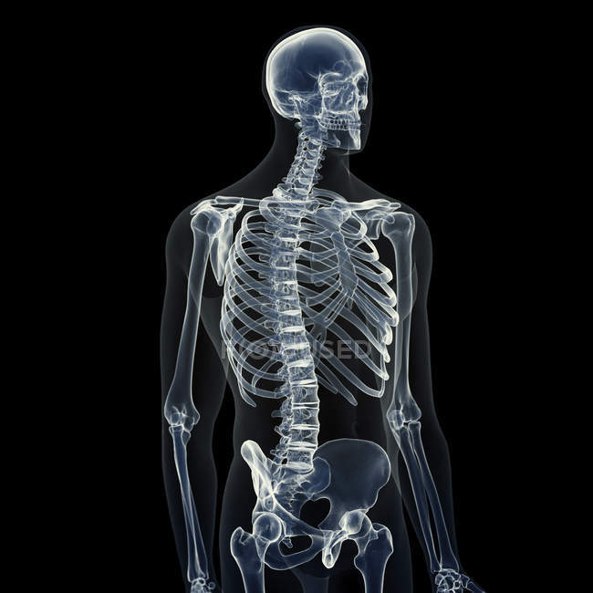 Abbildung des menschlichen Skeletts auf schwarzem Hintergrund. — Stockfoto