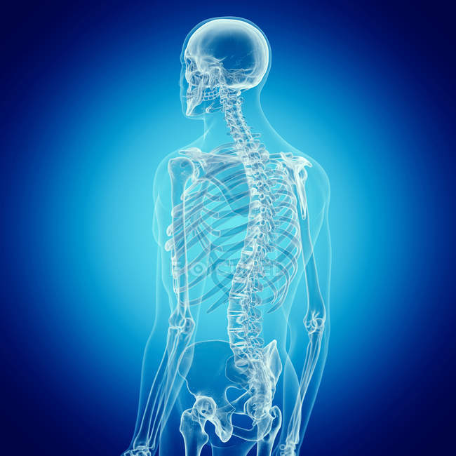 Ilustración de la columna vertebral humana en el esqueleto humano . - foto de stock