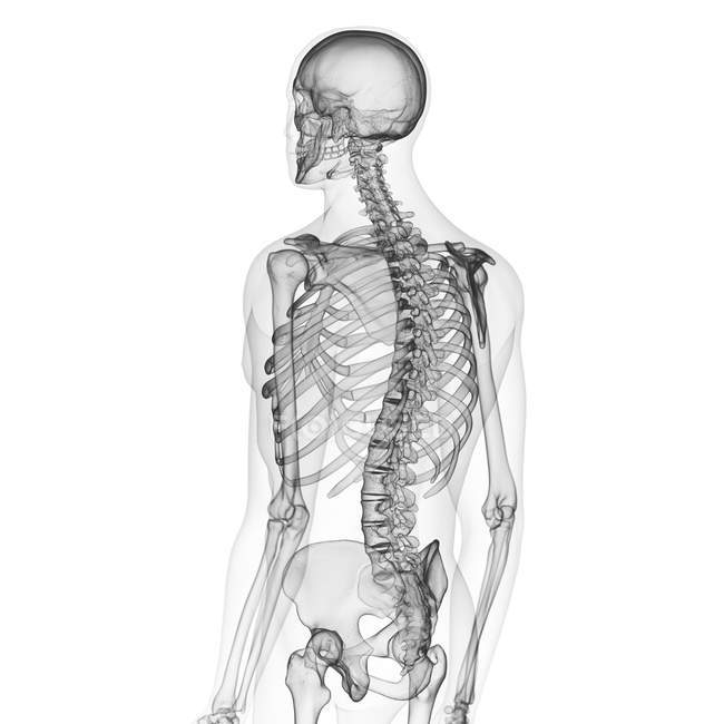 Abbildung des menschlichen Skeletts auf weißem Hintergrund. — Stockfoto