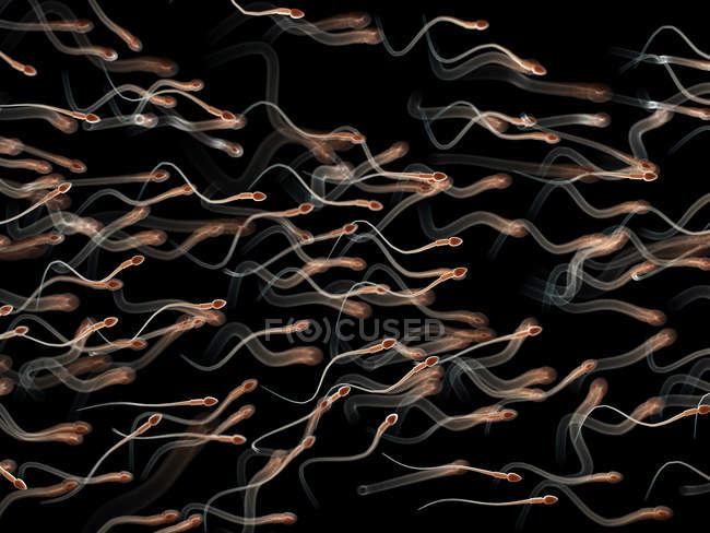 Abbildung menschlicher Spermien auf schwarzem Hintergrund. — Stockfoto