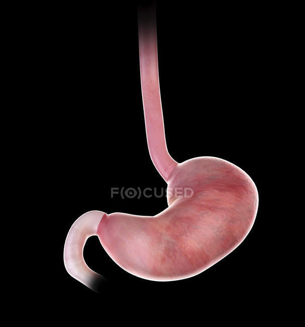 Ilustración del estómago humano sobre fondo negro . - foto de stock