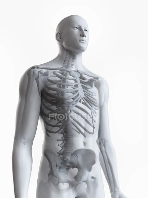 Abbildung des menschlichen männlichen Skeletts auf weißem Hintergrund. — Stockfoto