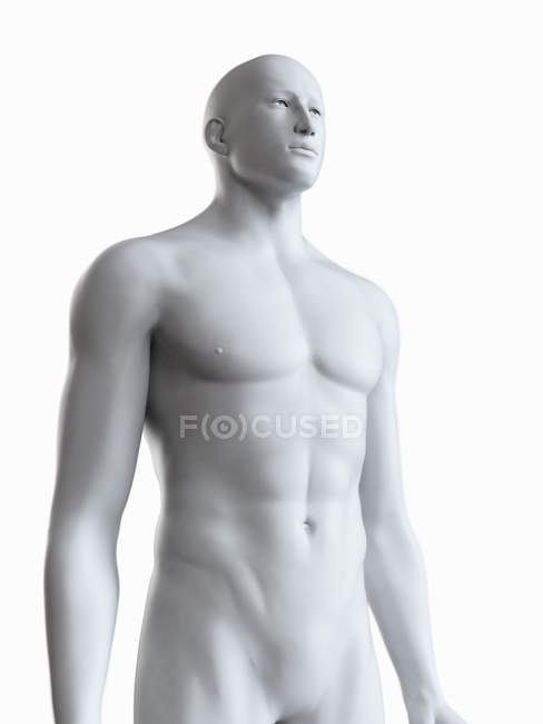 Ilustración de la silueta corporal masculina sobre fondo blanco . - foto de stock