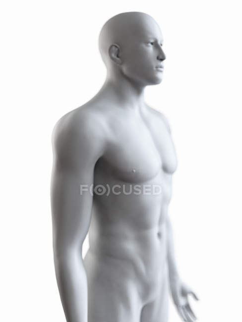 Иллюстрация силуэта мужского тела на белом фоне
. — стоковое фото