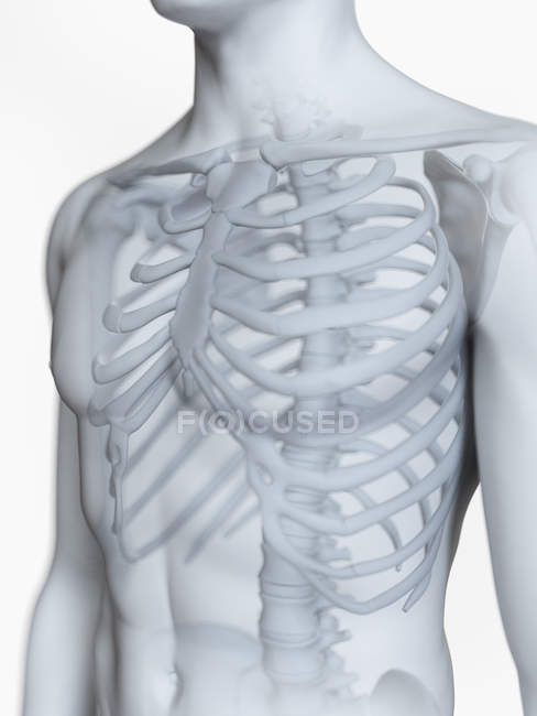 Abbildung des menschlichen männlichen Skeletts auf weißem Hintergrund. — Stockfoto