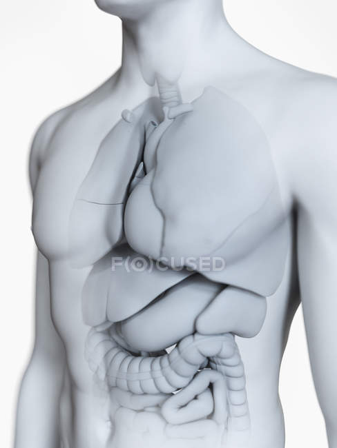Anatomische Darstellung der männlichen Körpersilhouette mit sichtbaren Organen auf weißem Hintergrund. — Stockfoto