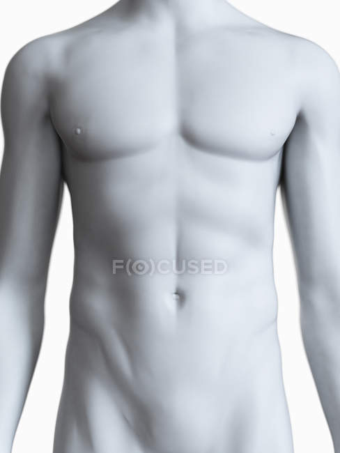Ilustración de la silueta corporal masculina sobre fondo blanco . - foto de stock