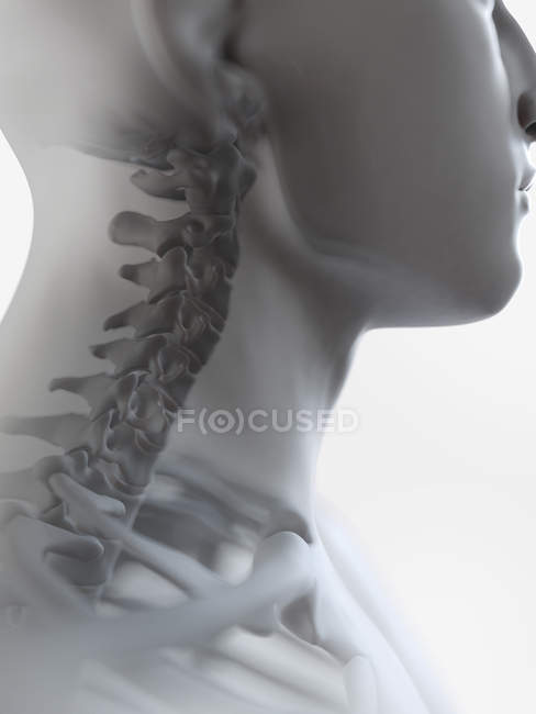 Ilustración de huesos del cuello en silueta humana . - foto de stock