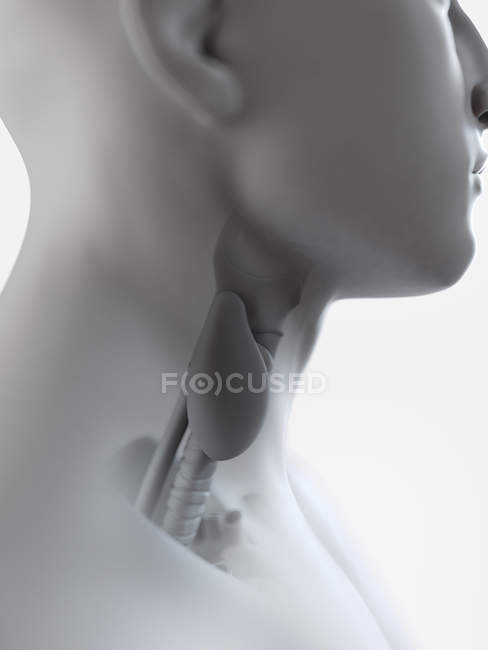 Ilustración de la glándula tiroides en silueta de garganta masculina . - foto de stock