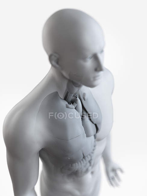 Ilustración anatómica de la silueta corporal masculina con órganos visibles sobre fondo blanco
. - foto de stock