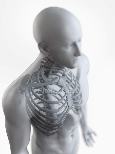 Ilustração do esqueleto masculino humano sobre fundo branco . — Fotografia de Stock