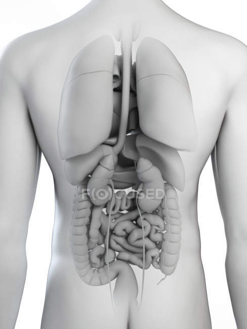 Ilustración anatómica de la silueta corporal masculina con órganos visibles sobre fondo blanco
. - foto de stock