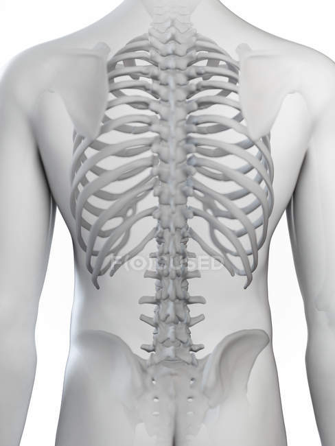 Ilustración de los huesos de la espalda sobre fondo blanco . - foto de stock