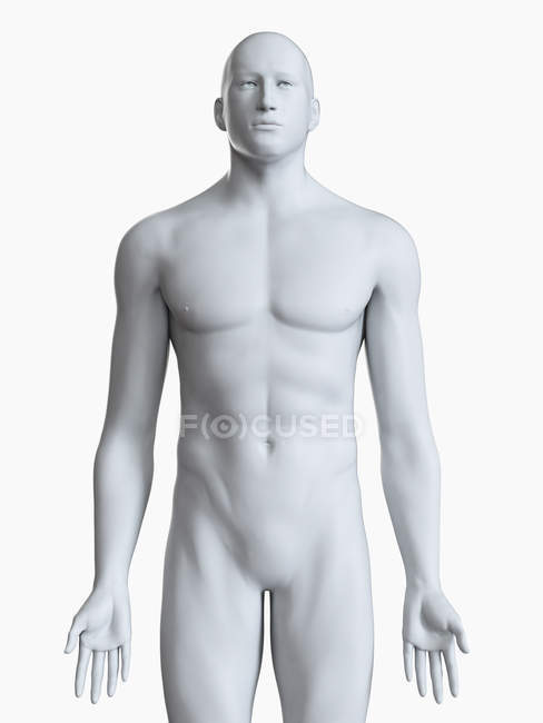 Иллюстрация силуэта мужского тела на белом фоне . — стоковое фото
