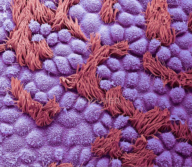 Micrografo elettronico a scansione colorata della superficie delle tube umane di Falloppio con epitelio di cellule coloniali con ciglia . — Foto stock