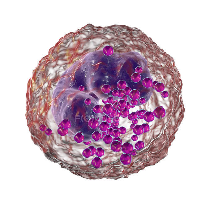 Базофильные лейкоциты, цифровая иллюстрация . — стоковое фото